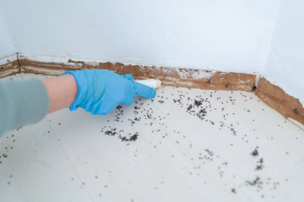 Best Affordable Pest Control Services  in Harristown, IL